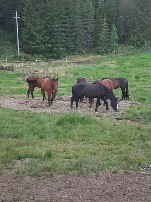 River Run Ranch - Telemark Drangedal Екстер'єр фото