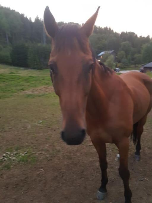River Run Ranch - Telemark Drangedal Екстер'єр фото