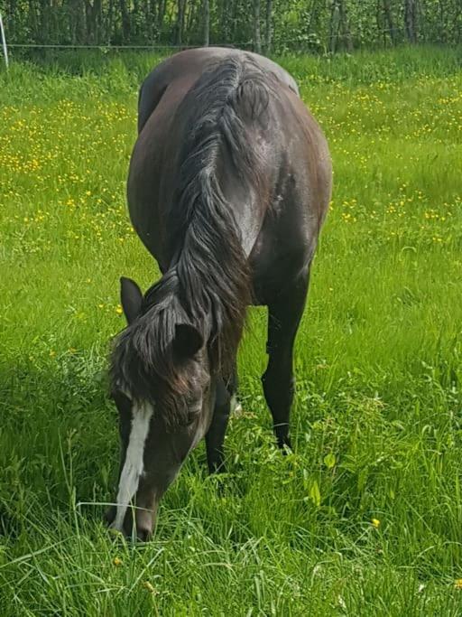 River Run Ranch - Telemark Drangedal Екстер'єр фото