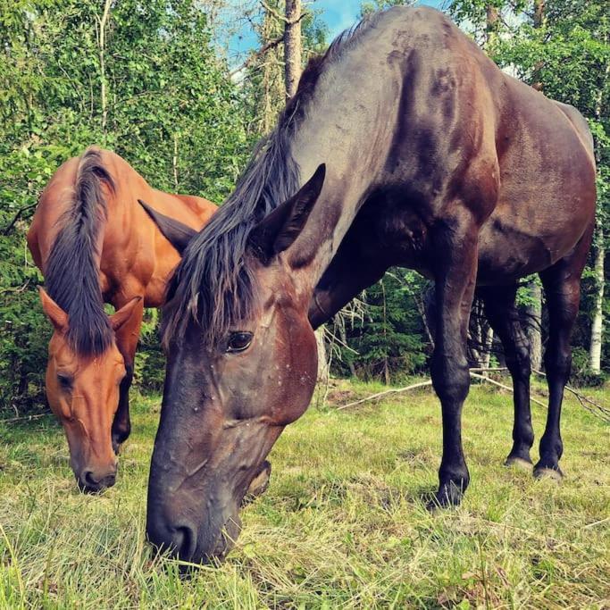 River Run Ranch - Telemark Drangedal Екстер'єр фото