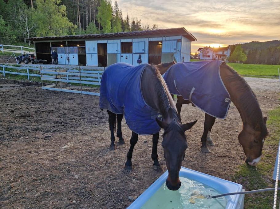 River Run Ranch - Telemark Drangedal Екстер'єр фото